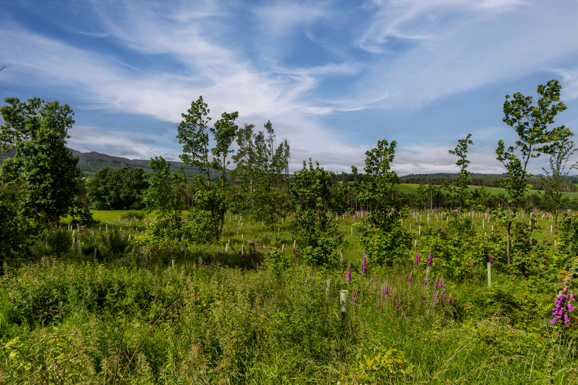 Aberdeen & Northern Estates